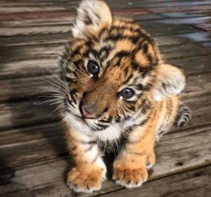 70778029_2285206835123155_5833204511597920256_n